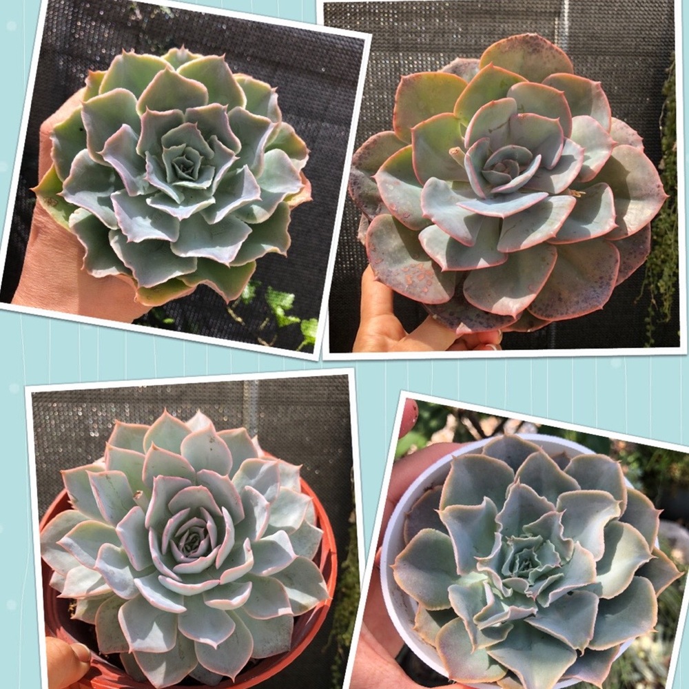 Add on succulents